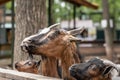 Colorful goats waiting for food near wooden fence