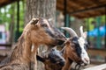 Colorful goats waiting for food near wooden fence