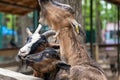 Colorful goats waiting for food near wooden fence