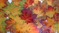 Colorful gold autumn leaves. Beautiful autumn background, wallpaper. Copy Space for your text Royalty Free Stock Photo