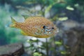 Close up side view of swimming Pumpkinseed Sunfish in water Royalty Free Stock Photo
