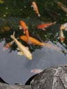 colorful gold koi fish in a pond