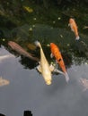 colorful gold koi fish in a pond