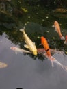 colorful gold koi fish in a pond