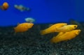 Colorful Gold, Yellow Molly Poecilia sphenops aquarium fishes. Royalty Free Stock Photo