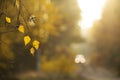 Autumn mood. Colorful golden autumn. Branches with birch leaves and a blurred image of a car with glowing headlights in the backgr