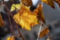 Colorful golden autumn grape leaf close up on blurry background Royalty Free Stock Photo