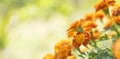 Colorful Golden Calendula Marigolds Background Royalty Free Stock Photo