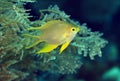 Colorful golden damselfish