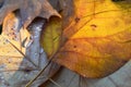 Colorful golden dead leaf on the ground covered with wet