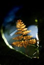 Colorful golden fern in natural spotlight in the branch of tropical tree. Fresh green background. Hill evergreen forest. Khao Yai Royalty Free Stock Photo