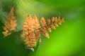 Colorful golden fern in natural spotlight in the branch of tropical tree. Fresh green background. Hill evergreen forest. Khao Yai Royalty Free Stock Photo