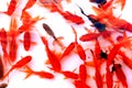 Colorful golden fish Royalty Free Stock Photo