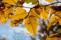 Colorful golden leaves in the last days of autumn on a sunny day