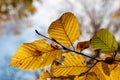 Colorful golden leaves in the last days of autumn on a sunny day