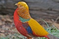 Colorful Golden Pheasant Royalty Free Stock Photo