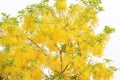 Colorful golden shower tree or yellow cassia fistula flowers on white sky background , Thailand national flowers