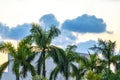 Colorful golden sunset sunrise tropical Caribbean palm trees clouds Mexico Royalty Free Stock Photo