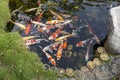 Colorful Goldfish, Carp, Water Pond