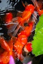 Goldfish in a clear pond Royalty Free Stock Photo