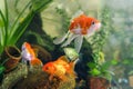 colorful goldfish. freshwater aquarium fish