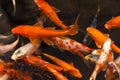 Colorful goldfish Japanese koi carp Royalty Free Stock Photo