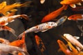 Colorful goldfish Japanese koi carp