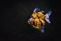 Colorful Goldfish swimming in the tank on black background.