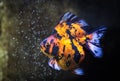 Colorful Goldfish swimming in the tank on black background.