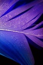 Colorful goose detailed feather on deep dark background underwater with water bubbles