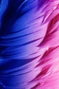 Colorful goose feathers in bright contrast light