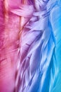 Colorful goose feathers in bright contrast light Royalty Free Stock Photo