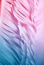 Colorful goose feathers in bright contrast light Royalty Free Stock Photo