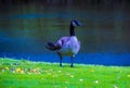 Colorful Goose next to lake