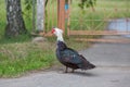 A colorful goose is walking in the street looking for food