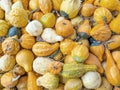 Colorful Gourds Royalty Free Stock Photo