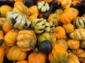 Colorful gourds and pumpkins Royalty Free Stock Photo