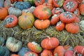 Colorful gourds and pumpkins