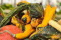 Colorful gourds