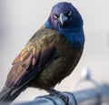 Colorful Grackle Perched On Fence Royalty Free Stock Photo