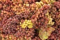 Colorful Grapes raisins closeup, texture Royalty Free Stock Photo