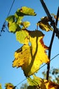 Colorful grapevine tree leaves with blue sky in background.