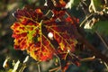 Colorful grapevine tree leaves in autumnal season