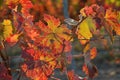 Colorful grapevine tree leaves in autumn season Royalty Free Stock Photo