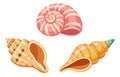 Colorful graphic seashells set featuring spiral and conch shells for beach and ocean themes Royalty Free Stock Photo