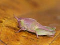 Colorful Grasshopper on Dried Leaf