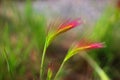 A colorful grass flower pink grass