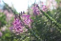 Colorful grass flowers wayside between sidewalk travel