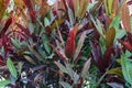 Colorful grass leaves on an autumn ground