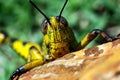 Colorful grasshopper